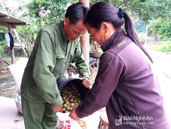 dao, man chin som duoc gia, dan thung lung hoa no nuc di hai ve ban hinh anh 3