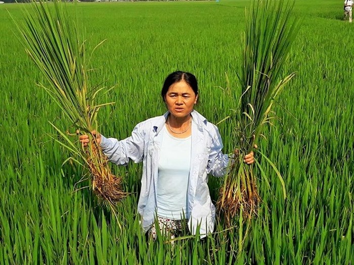 nong dan thanh hoa dau dau voi cay “lua nhung khong phai lua” hinh anh 6