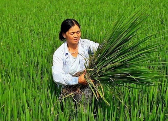 nong dan thanh hoa dau dau voi cay “lua nhung khong phai lua” hinh anh 1