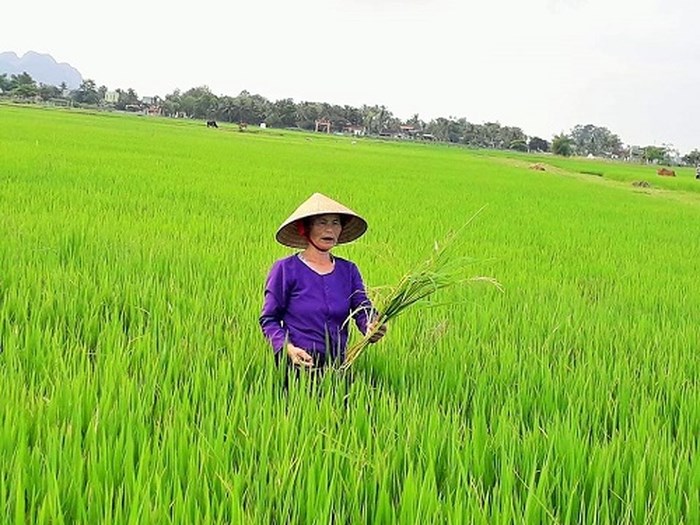 nong dan thanh hoa dau dau voi cay “lua nhung khong phai lua” hinh anh 2