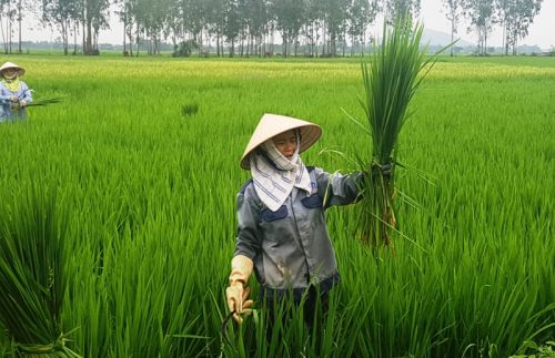 nong dan thanh hoa dau dau voi cay “lua nhung khong phai lua” hinh anh 3