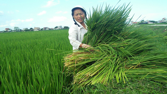 nong dan thanh hoa dau dau voi cay “lua nhung khong phai lua” hinh anh 5