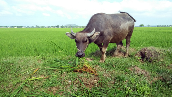 nong dan thanh hoa dau dau voi cay “lua nhung khong phai lua” hinh anh 4