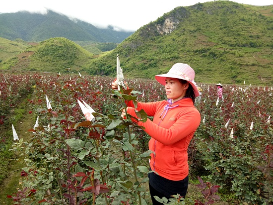 bo viec nha nuoc ve trong 6ha hoa hong, lai 40 trieu/thang hinh anh 1