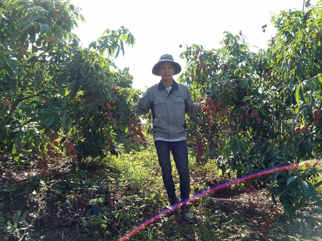 vai thieu som duoc gia, nong dan tay nguyen thu lai 