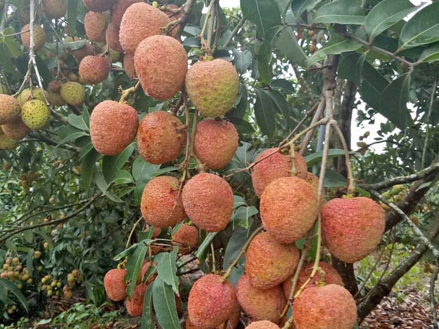 vai thieu som duoc gia, nong dan tay nguyen thu lai 