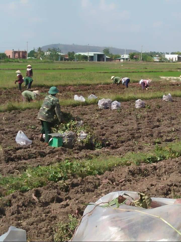 khoai lang nhat rot tham con 3.000 dong/kg, thuong lai 