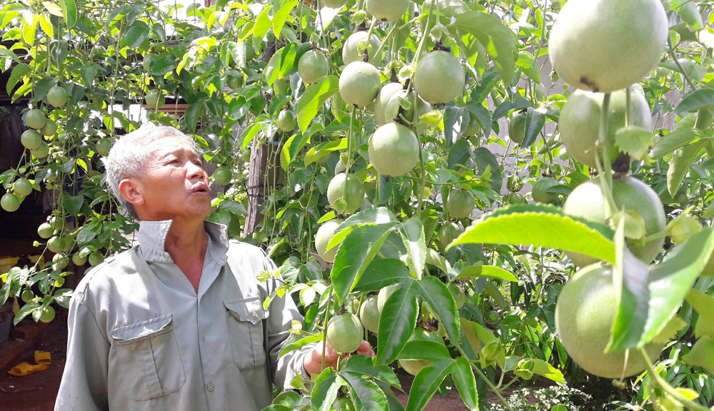 ra mat mo hinh khuyen nong tu nhan dau tien ve cay chanh leo hinh anh 2