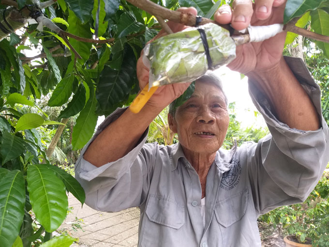 xuat hien vu sua la chua tung co o hau giang: trai chin mau vang ong hinh anh 4