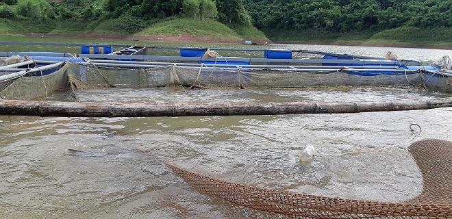 la: cho ca an toi, chua duoc 2 benh, ca lon vu vu, kiem bon tien hinh anh 2