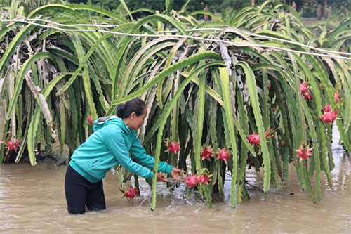 xot xa: thanh long chim trong bien nuoc, dan cat voi vot vat hinh anh 3