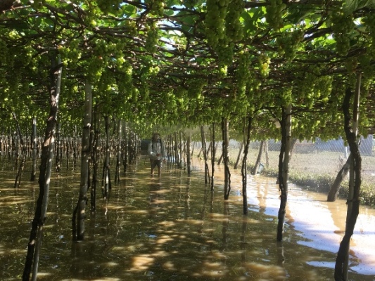 hau bao so 9: nhieu vuon nho trai nut toac, mang tay nhuom... bun hinh anh 8