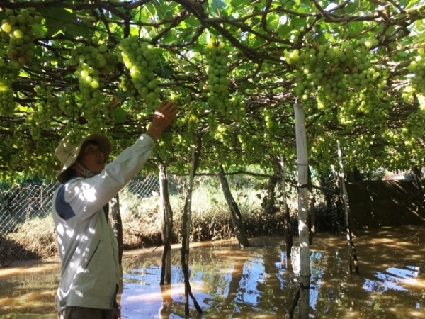 hau bao so 9: nhieu vuon nho trai nut toac, mang tay nhuom... bun hinh anh 1