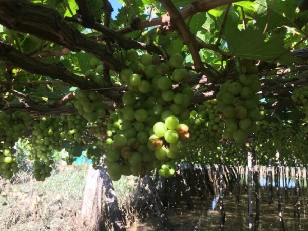 hau bao so 9: nhieu vuon nho trai nut toac, mang tay nhuom... bun hinh anh 7