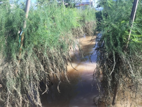 hau bao so 9: nhieu vuon nho trai nut toac, mang tay nhuom... bun hinh anh 4