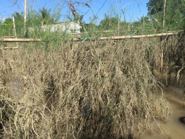 hau bao so 9: nhieu vuon nho trai nut toac, mang tay nhuom... bun hinh anh 3