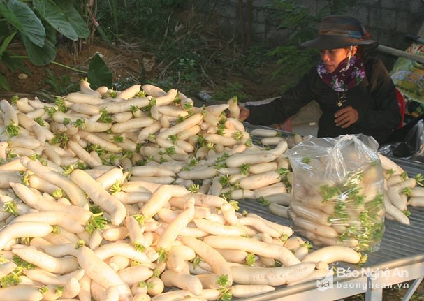 “nhan sam trang” vao vu, nong dan nghe an thu tien son son moi ngay hinh anh 2