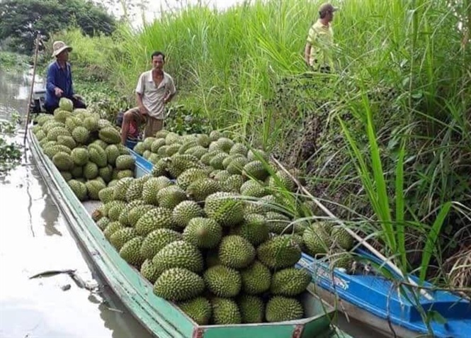 gia sau rieng rot ve 50.000 dong/kg, nha vuon hut hang hinh anh 2