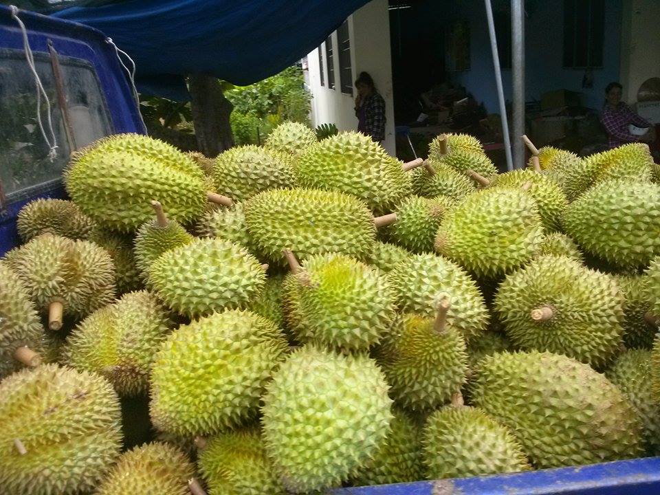 gia sau rieng rot ve 50.000 dong/kg, nha vuon hut hang hinh anh 1