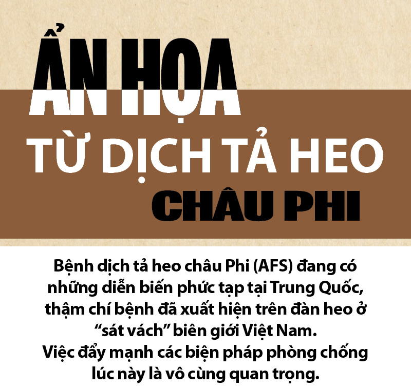infographic: sos bao dong tu dich ta lon chau phi da sat viet nam hinh anh 1