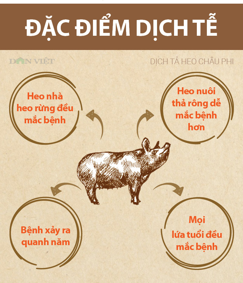 infographic: sos bao dong tu dich ta lon chau phi da sat viet nam hinh anh 3