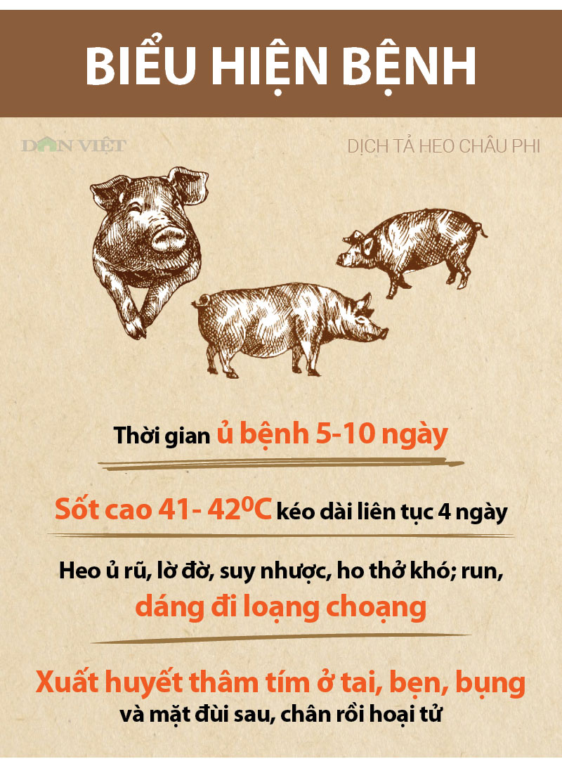 infographic: sos bao dong tu dich ta lon chau phi da sat viet nam hinh anh 4
