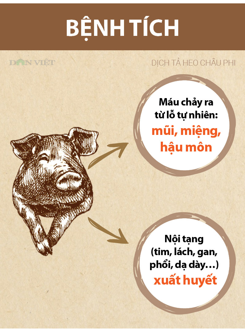 infographic: sos bao dong tu dich ta lon chau phi da sat viet nam hinh anh 5