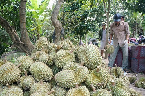 trung quoc ngung mua sau rieng, nha vuon phai mang ra duong ban re hinh anh 1