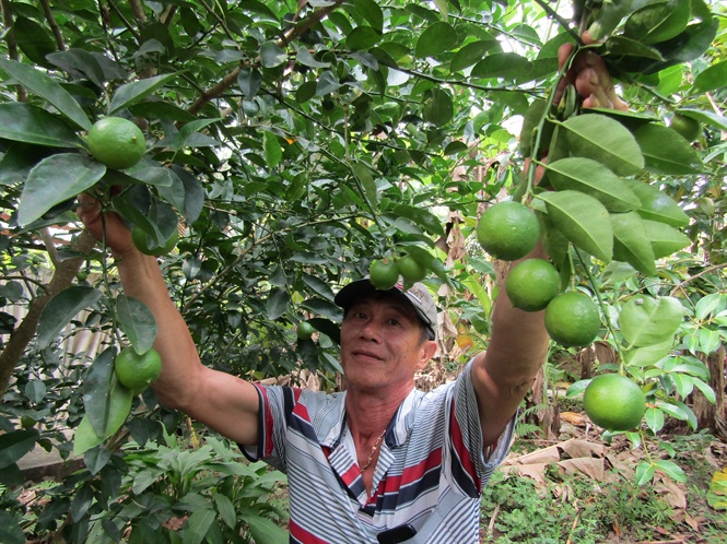 lam giau o nong thon: trong chanh trung ngong, thu tien ty hinh anh 1