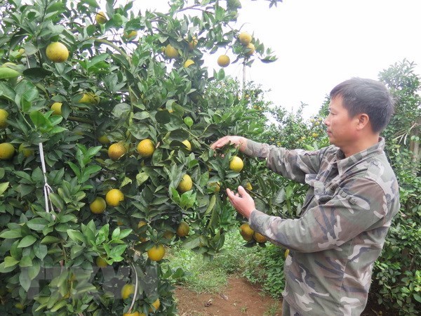 tin vui: cam cao phong len may bay vna phuc vu khach thuong gia hinh anh 1