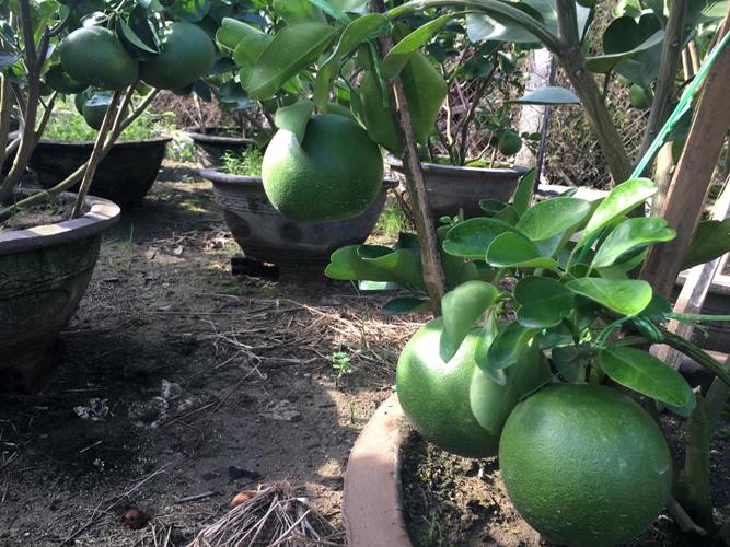 cham buoi canh cang tron, qua chi chit sat dat de phuc vu 