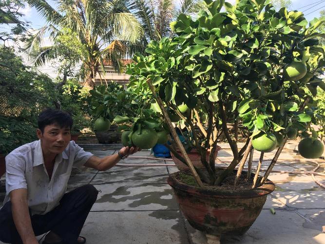 cham buoi canh cang tron, qua chi chit sat dat de phuc vu 