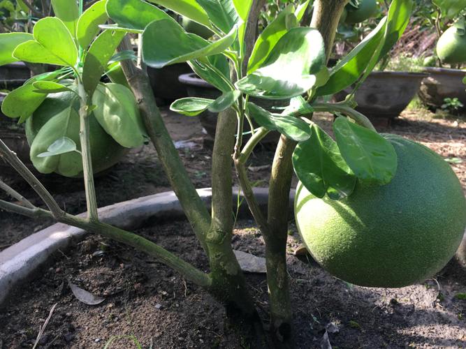 cham buoi canh cang tron, qua chi chit sat dat de phuc vu 