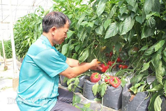u50 thu 30 trieu/thang nho trong ot chuong trai do nhu son hinh anh 7