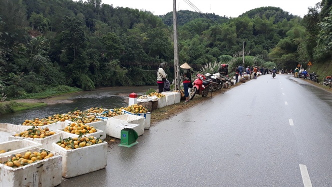 bac kan: dong rieng, quyt 