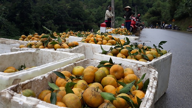 bac kan: dong rieng, quyt 