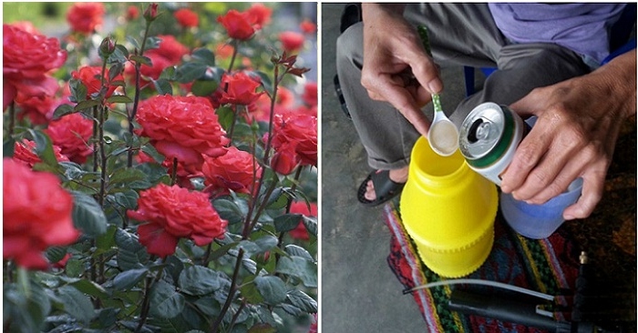 Dùng bia tưới cây: Cả vườn hoa bất chấp thời tiết nở rực rỡ, không lo sâu bệnh quấy phá