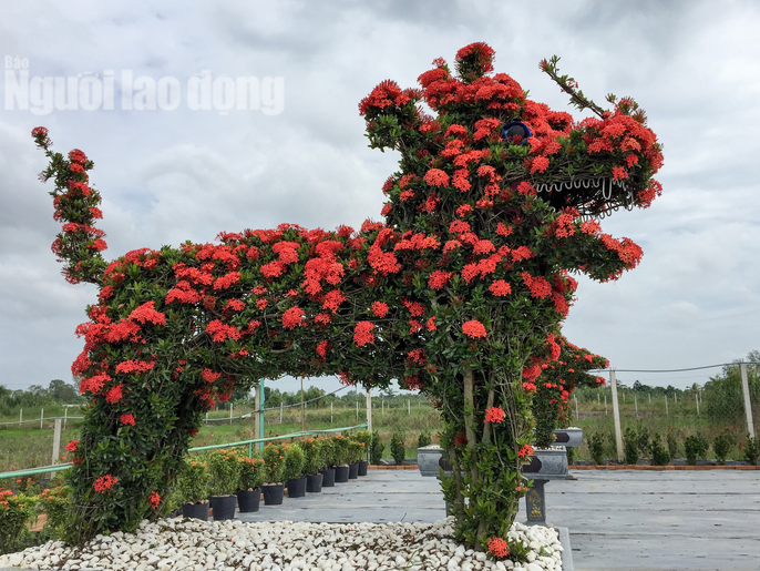 cay trong bo rao bong hoa kieng 