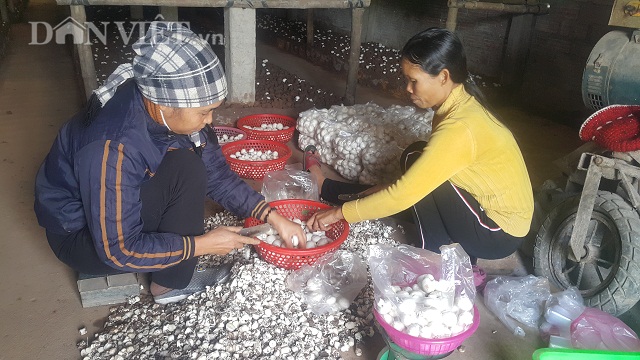 trong nam trang nhu ngoc ban tet, co bao nhieu cung ban het veo hinh anh 3