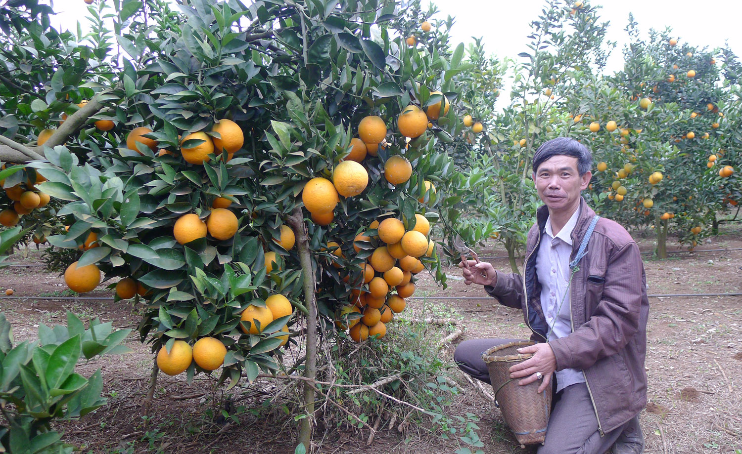 "Lạc lối" ở vườn cam vàng óng như dát vàng, có cây "đẻ" cả tạ quả