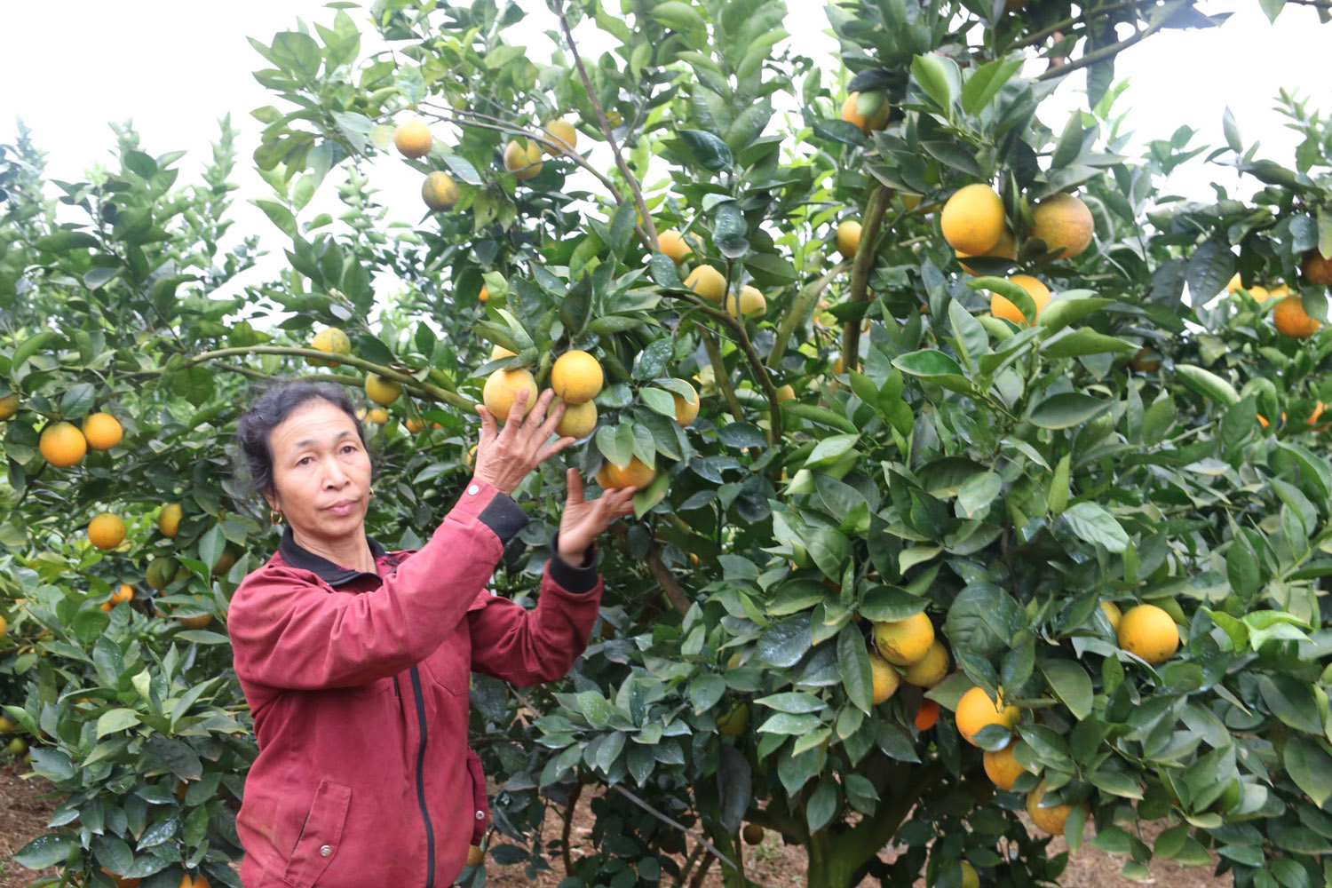 "Lạc lối" ở vườn cam vàng óng như dát vàng, có cây "đẻ" cả tạ quả