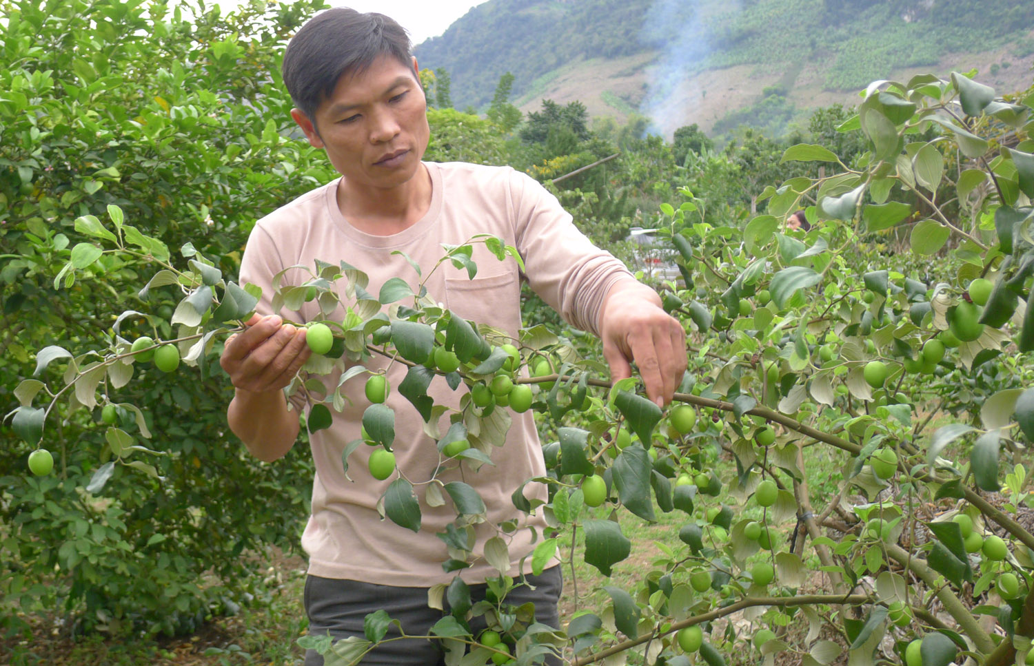 "Lạc lối" ở vườn cam vàng óng như dát vàng, có cây "đẻ" cả tạ quả