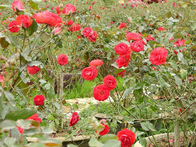 Lạc lối trong vườn hoa hồng trái tim tuyệt đẹp thu lãi tiền tỷ/năm hình ảnh 2 lac loi trong vuon hoa hong trai tim tuyet dep thu lai tien ty/nam hinh anh 2