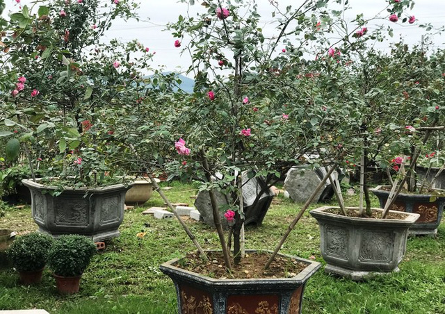 Lạc lối trong vườn hoa hồng trái tim tuyệt đẹp thu lãi tiền tỷ/năm hình ảnh 3 lac loi trong vuon hoa hong trai tim tuyet dep thu lai tien ty/nam hinh anh 3