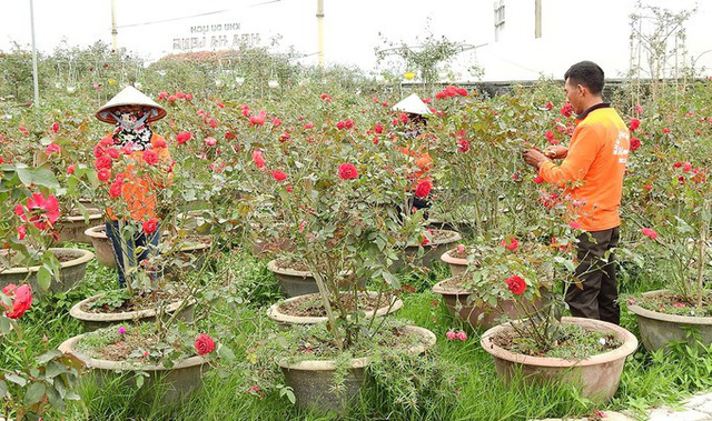 Lạc lối trong vườn hoa hồng trái tim tuyệt đẹp thu lãi tiền tỷ/năm hình ảnh 5 lac loi trong vuon hoa hong trai tim tuyet dep thu lai tien ty/nam hinh anh 5