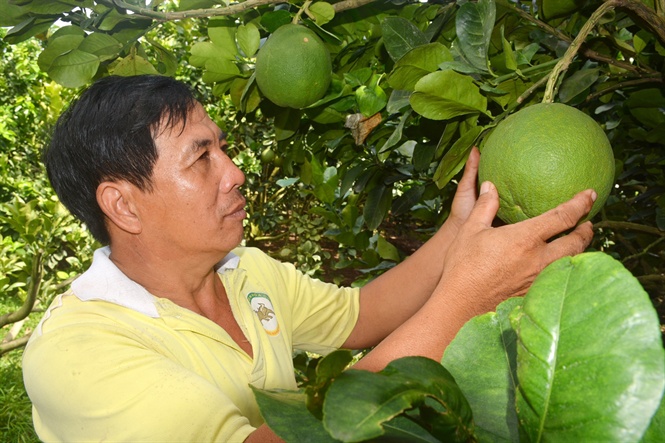 buoi tet mien tay tang gia, dep khong ti vet gia 50.000 dong/qua hinh anh 1