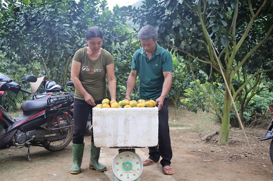 trong cam vinh ban tet, trai to nhu trung ngong, kiem bon tien hinh anh 5