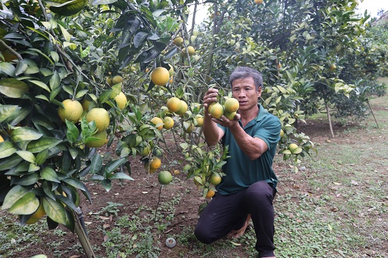 trong cam vinh ban tet, trai to nhu trung ngong, kiem bon tien hinh anh 4