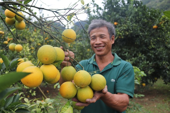 trong cam vinh ban tet, trai to nhu trung ngong, kiem bon tien hinh anh 3