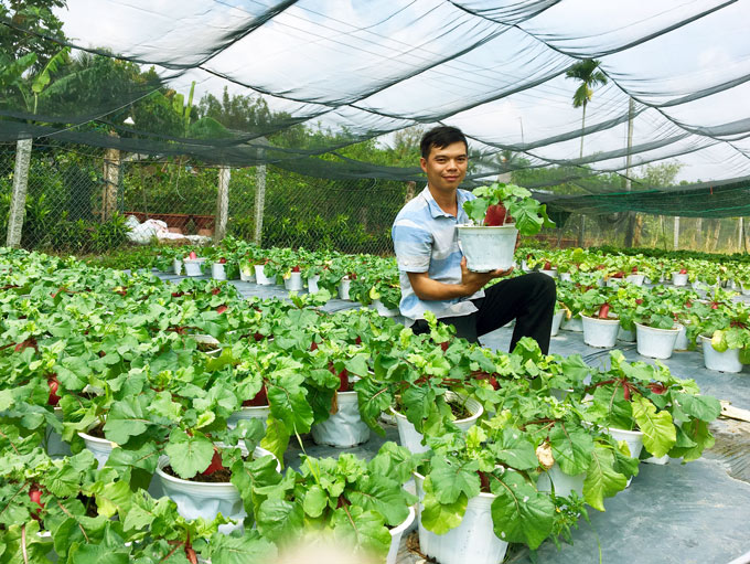 dang gay sot ngo ngang: cu cai hong phat bonsai chung tet 2019 hinh anh 6